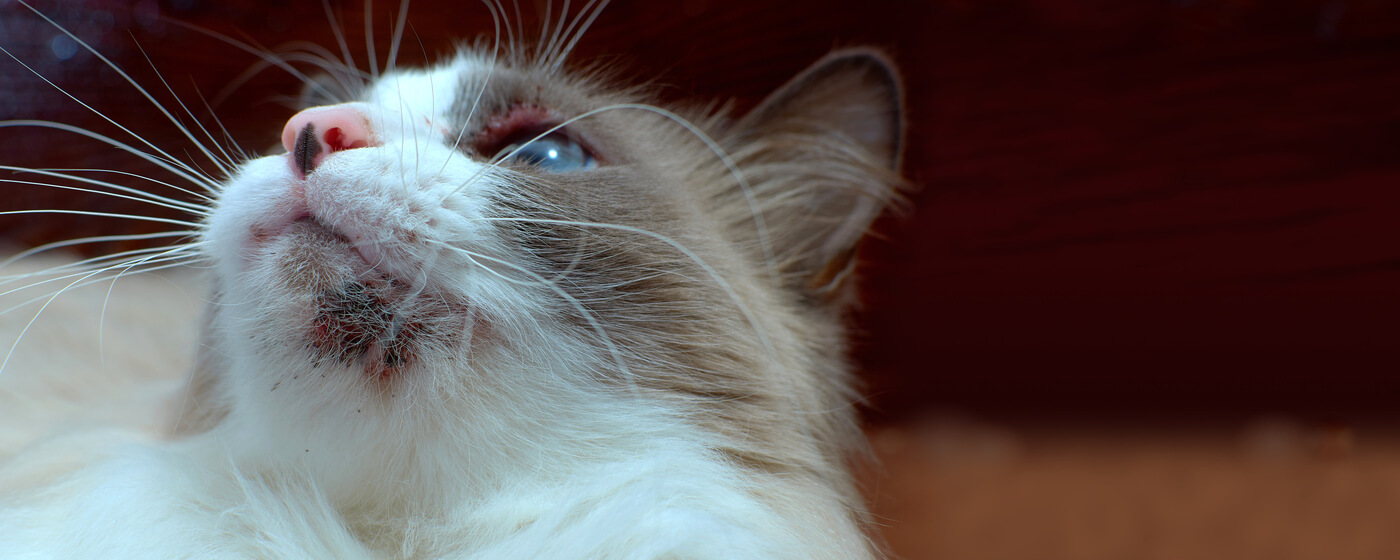 what-are-those-black-dots-on-my-cat-s-chin-cat-chin-acne-blackheads